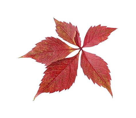 Red Autumn Leaf Isolated On White Background Grape Leaf Stock Image
