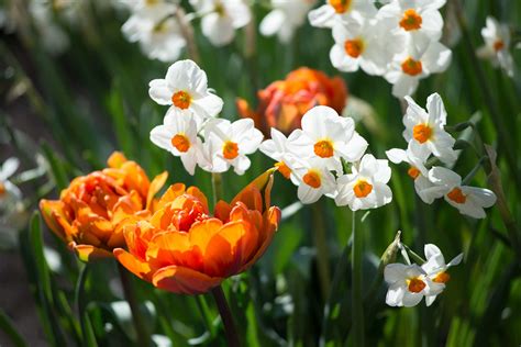 How We Select The Best Flower Bulbs For Your Spring Garden Longfield