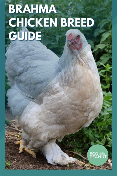 This Is Your Go To Guide To The Brahma Chicken These Giant Chickens