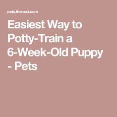 A puppy potty training schedule is a helpful guide. Easiest Way to Potty-Train a 6-Week-Old Puppy | Stop dog ...