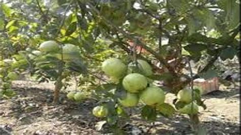 How To Grow Guava Tree Faster Youtube Guava Tree Guava Guava