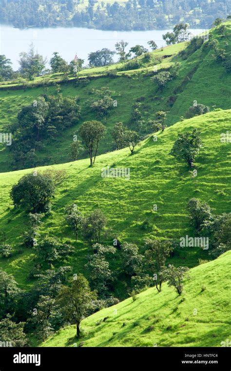 Greenery Of Hillside In Late Afternoon Sunlight Stock Photo Alamy
