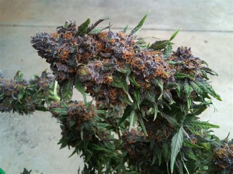 Purple Kush Strain Weed