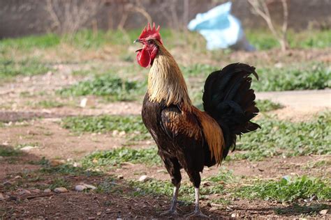 Rooster That Fell Over From Crowing Too Long Goes Viral In Turkey