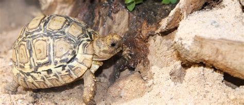 Pantherschildkröte (stigmochelys pardalis (bell, 1828)) gattung eigentliche landschildkröten (testudo linnaeus, 1758) maurische landschildkröte (testudo graeca linnaeus, 1758) griechische landschildkröte (testudo hermanni gmelin, 1789) vierzehenschildkröte (testudo horsfieldii gray, 1844) ägyptische landschildkröte (testudo kleinmanni. Steckbrief der Pantherschildkröte Stigmochelys pardalis