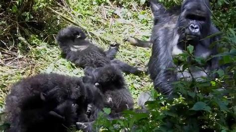 As part of the organization's way to raise funds to continue helping the wild gorillas, people who donate to the fund can ceremoniously adopt a gorilla. Dian Fossey Gorilla Fund Father's Day 2015 - YouTube