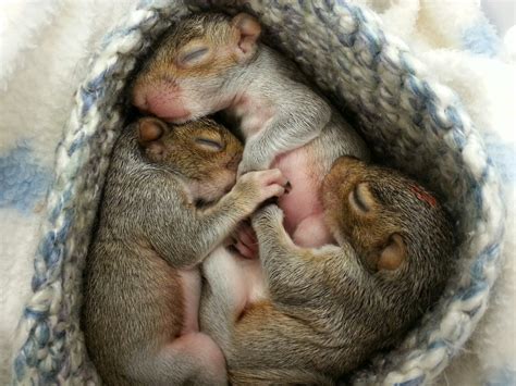 First Baby Squirrels 2014 City Wildlife