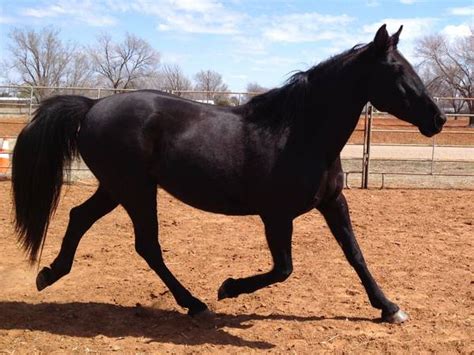 Missouri Fox Trotter Livestockpedia