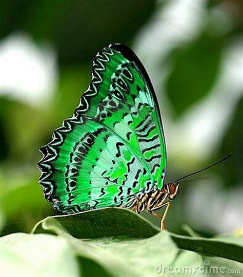 Pin By Mitchell Petticord On X Colors Aqua Green Butterfly