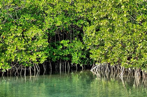 Bahama Bobs Rumstyles Mangroves The Ecosystem