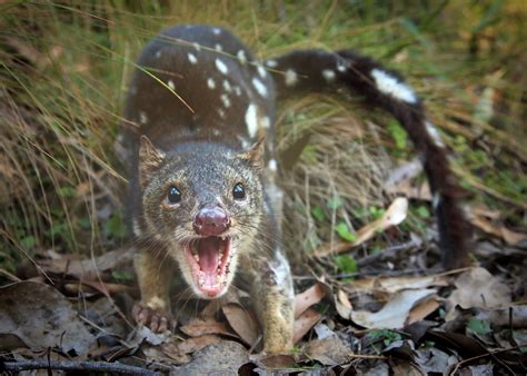 Spotted Tailed Quoll 2ser