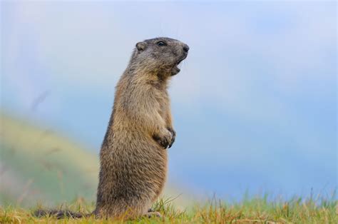 Murmeltiere verfügen über nur wenige schweißdrüsen und hecheln nicht. Alle lieben Murmeltiere - Kuriose Fakten über das pfiffige ...