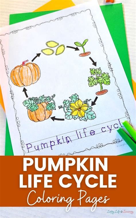 Pumpkin Life Cycle Coloring Pages