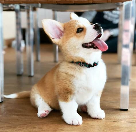 The Most Adorable Corgi I Have Ever Seen In My Life! : aww