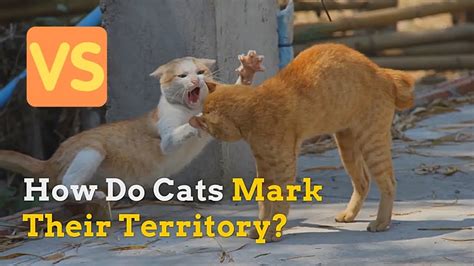 How Do Cats Mark Their Territory And How Do They Protect It Youtube