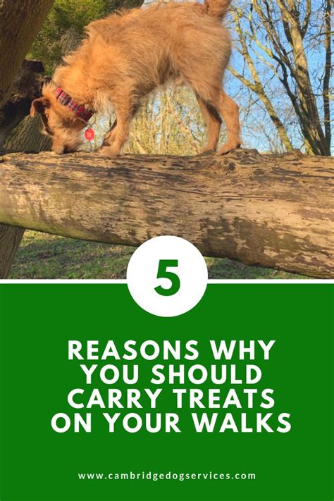 Puppies do not instinctively know how to walk on a leash. 5 reasons why you should carry treats on your dog walks ...