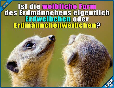 Twitter censorship also includes governmental notice and take down. Shiny on Twitter: "Oder Erdmädchen? https://t.co ...