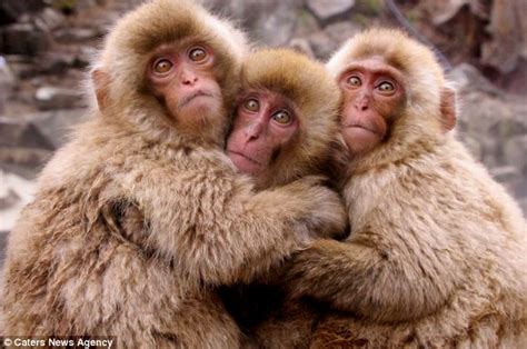 Snuggle Up Its Cold Super Cute Snow Monkeys Cuddle Together For