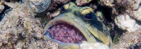 Male Jawfish Assume The Role Of Motherhood Coral Triangle Adventures