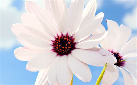 27 Daisy Backgrounds Wallpapers Images Pictures