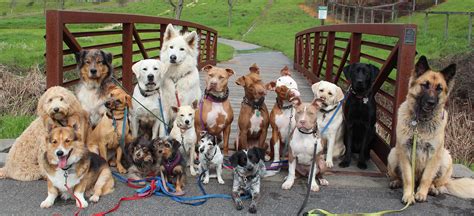 Animal Welfare Dogs Sliderdebs Pic Dogs On Bridge Horne