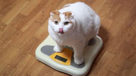 Cómo Evitar La Obesidad En Gatos Cantidad Ración
