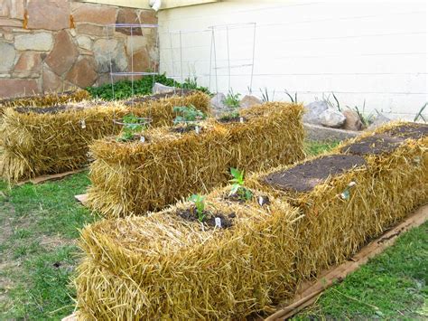 Straw Bale Garden Layout Garden Ftempo