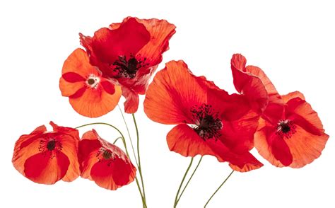 Poppy Flower Png Transparent Image Download Size 960x597px