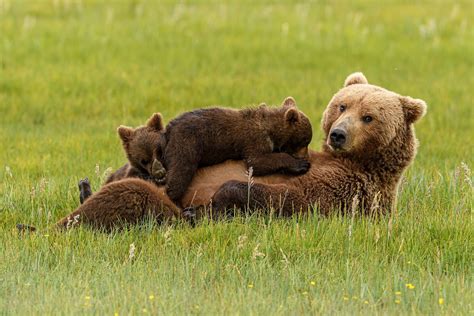 Bear Cubs Playing On Mom