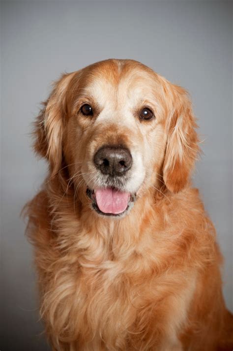 The best food for a golden retriever puppy will have higher protein and fat percentages. golden-retriever-dog-portrait-PWXGMKM - Pet Dog Owner