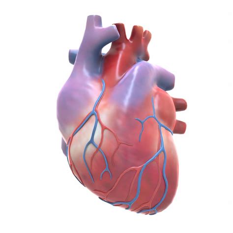 Human Heart 3D model realtime | CGTrader