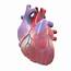 Human Heart 3D Model Realtime  CGTrader