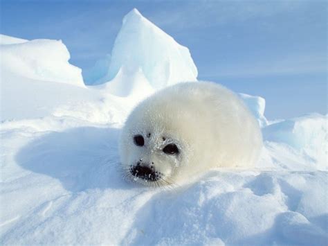 South Pole Animals Kings Of Cold Sea Bogoboo Funny People Photos