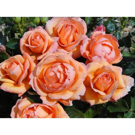 Lady Marmalade Rose Orange 3l Bush Roses Polhill Garden Centre