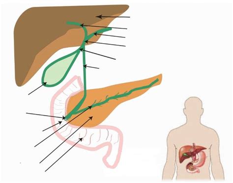 Bile is secreted by t. Anatomy Of The Biliary System