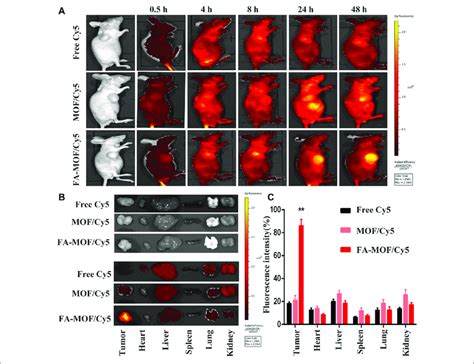 In Vivo Fluorescence Imaging Of Tumor Bearing Mice At