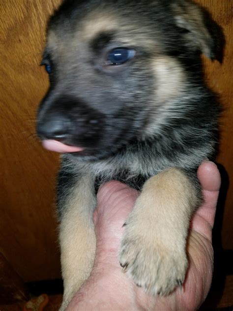 Snowcloud German Shepherd Puppies For Sale Ready April 1 For New Homes