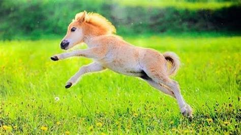 Cute Baby Horses List