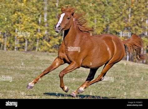 Beautiful Chestnut Arabian Mare Galloping In Meadow Late Summer Stock