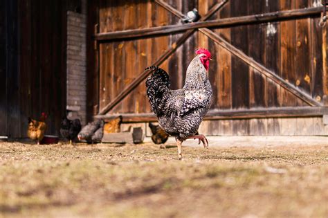 Rooster In Front Of The Barn Image Free Stock Photo Public Domain