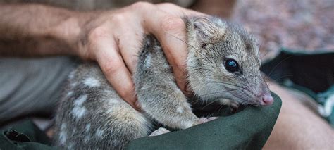 Some Responses Of The Threatened Northern Quoll To A Large Scale Cat
