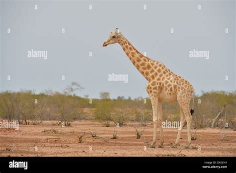 West African Giraffe Niger Giraffe Nigerian Giraffe Giraffa