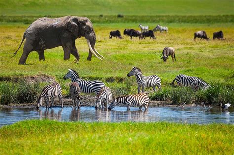 Spring Break Trips To National Parks And Wildlife Reserves In Tanzania