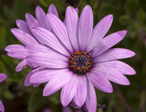 Daisy Flower Purple Free Stock Photo Public Domain Pictures