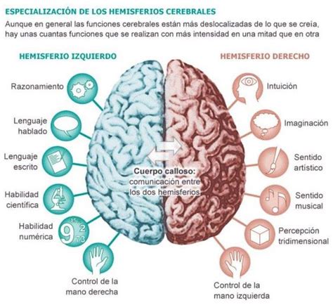 Neurociencias Hemisferios Cerebrales Neurociencia Anatomia Del Images