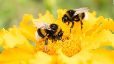 Save The Bumble Bees By Planting These Flowers Cnn