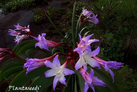 Worsleya Procera The Fabled Blue Amaryllis That Grows In The Rocky