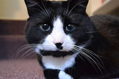 11 Interesting Facts About Tuxedo Cats Catastic