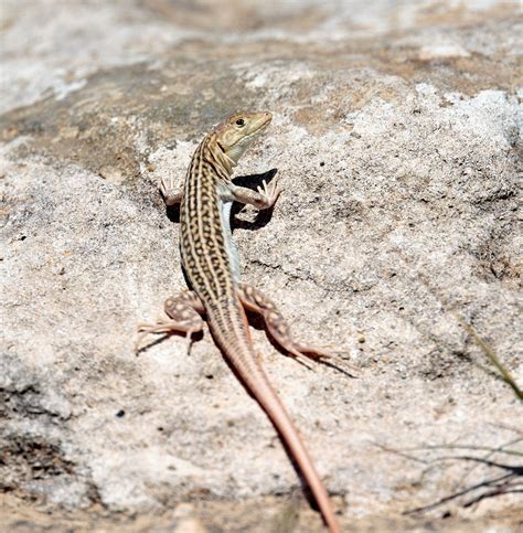 Pewit Lizards And Crickets