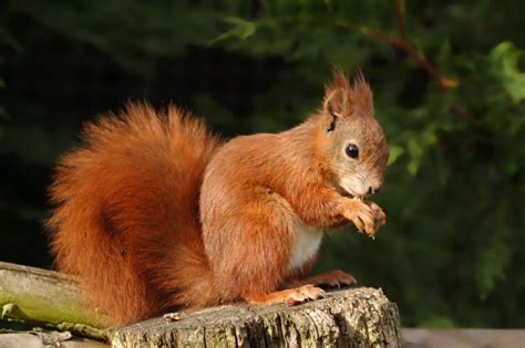 Uk British Wildlife Images Red Squirrel